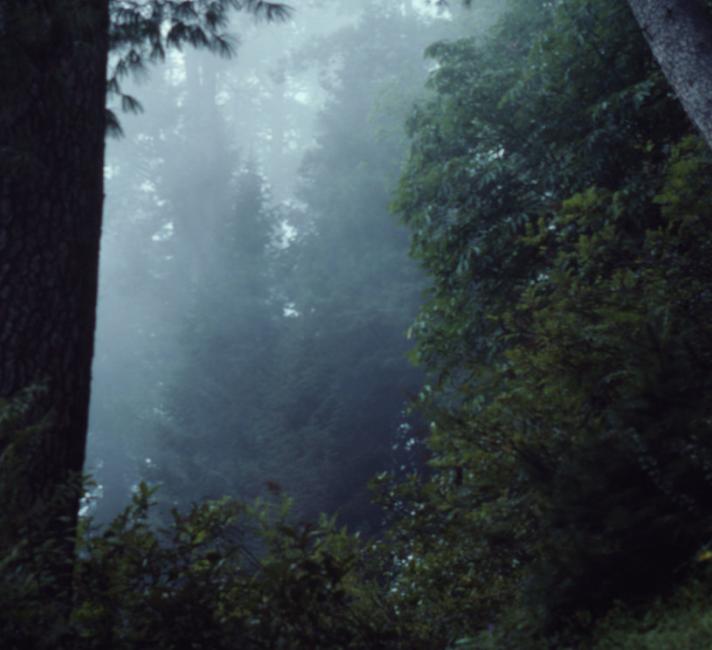 Temperate rainforest Kaghan Valley, Himalayas 