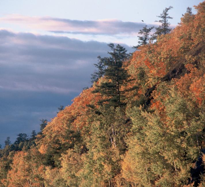 Mandchurian temperate broadleaf (or deciduous forest) in the Sikhote Alin mountains along the Khor River.