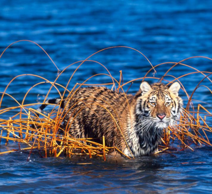 Amur or Siberian tiger