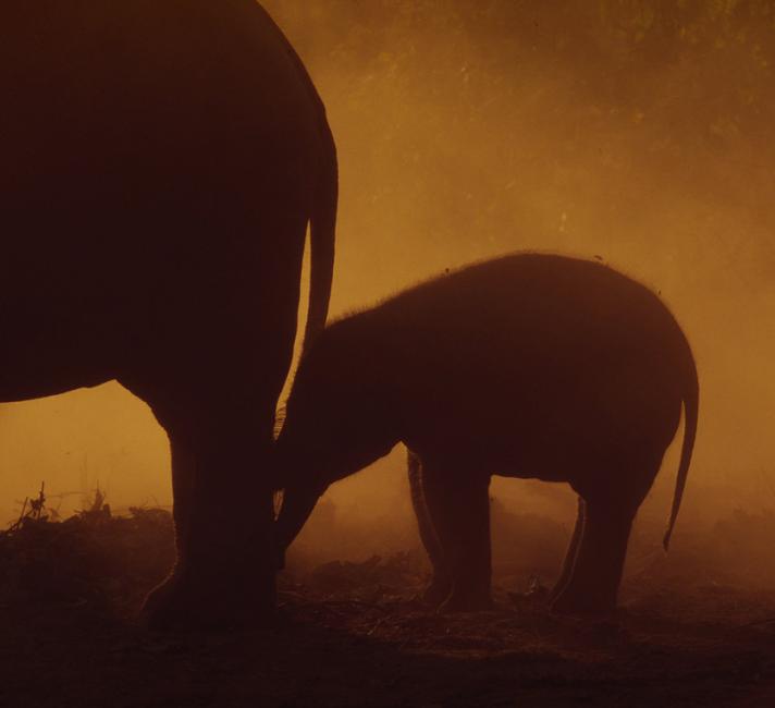 Elephans maximus bengalensis Domestic Indian elephants Baby is 14 days old Kahna National Park, India