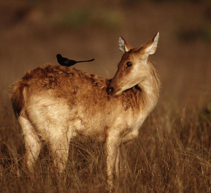 Cervus duvauceli branderi Barasingha Deer with Black Drongo on its back Kanha National Park, India