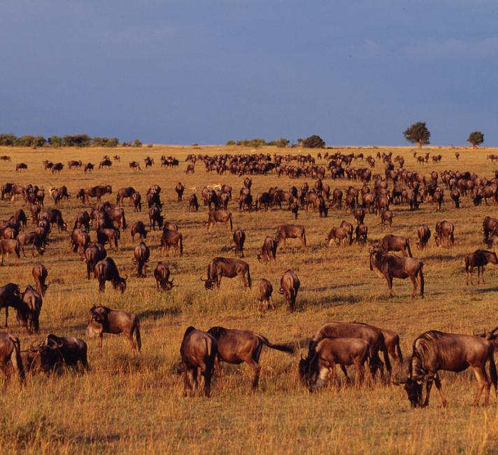 Connochaetes taurinus Wildebeest Mass migration Masai Mara National Reserve, Kenya