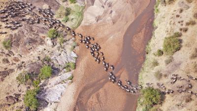 Aerial view of the Blue Wildebeest (Connochaetes taurinus) migration. Up to 1.5 million wildebeest move through the Mara/Serengeti ecosystem each year. This is one of the worlds last great animal migrations. Masai Mara National Reserve. Kenya