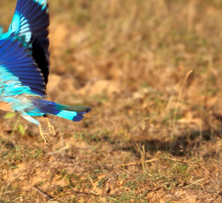 Indian Roller, Coracias benghalensis, flying off. Kanha National Park, Madhya Pradesh, India