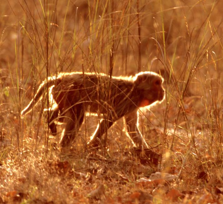 Rhesus macaque, Macaca mulatta, walking through grass