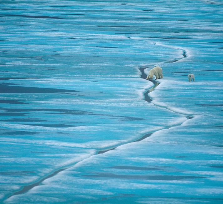 Polar Bear (Ursus maritimus), female and cub on sea ice, Baffin Island, Nunavut, Canada, Arctic.