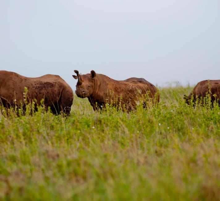 Black rhinos ( Diceros bicornis ) in Nairobi National Park, Kenya