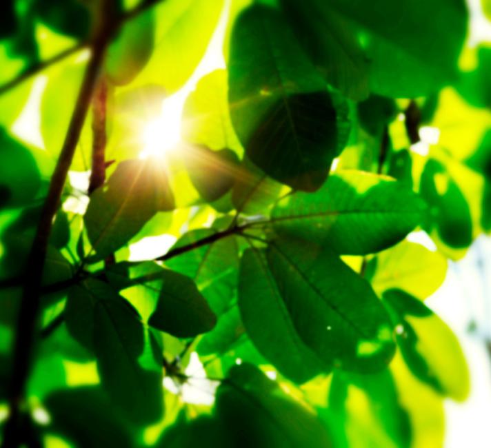 Detail of leaves in Amazon rainforest. Acre, Brazil