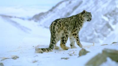 Snow leopard (Panthera uncia)