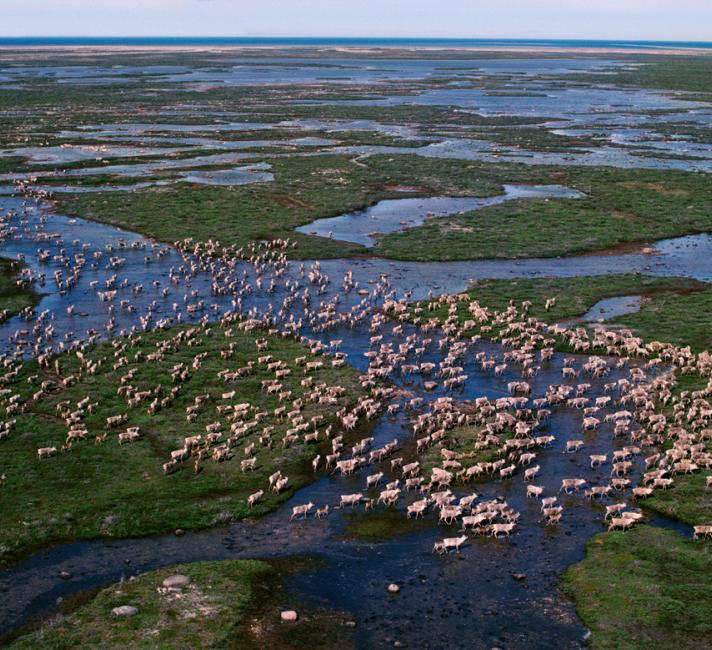 Caribou / reindeer (Rangifer tarandus) migrating across the tundra in summer. Hudson Bay, Canada, 2004.