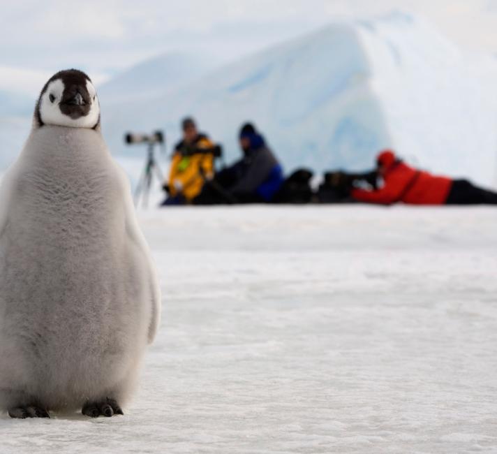 Emperor penguin (Aptenodytes forsteri) chick by a line of photographers. Snow Hill Island, Antarctica