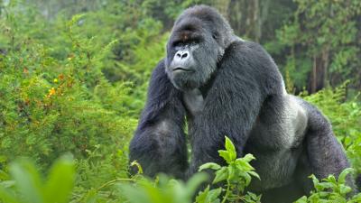Mountain Gorilla (Gorilla beringei) silverback in Susa group, Rwanda