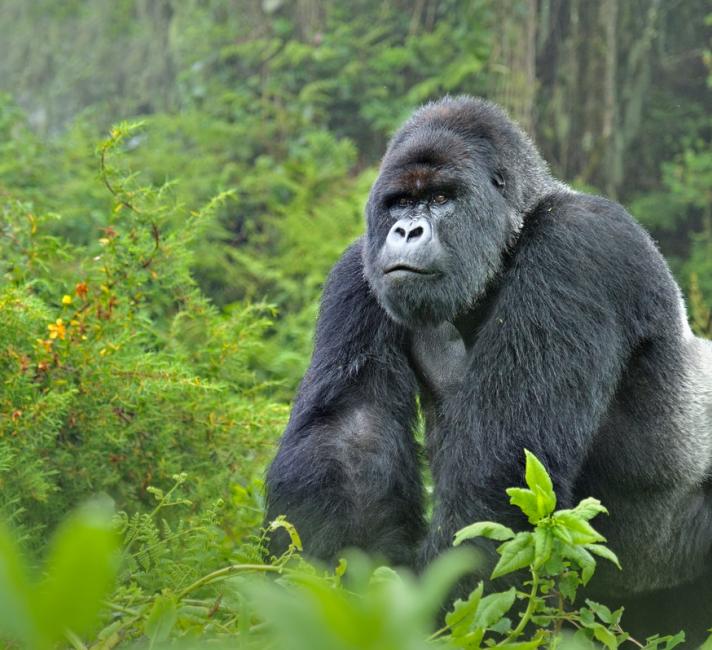 Mountain Gorillas Wwf