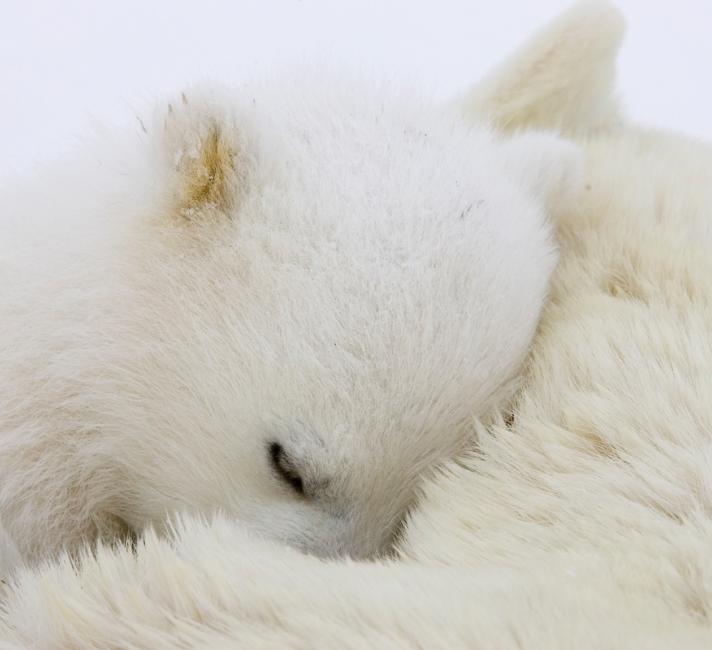 Polar Bear (Ursus maritimus) cub curled up on mother, Wapusk National Park, Manitoba, Canada