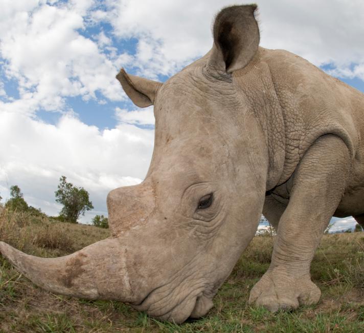 Southern White Rhino