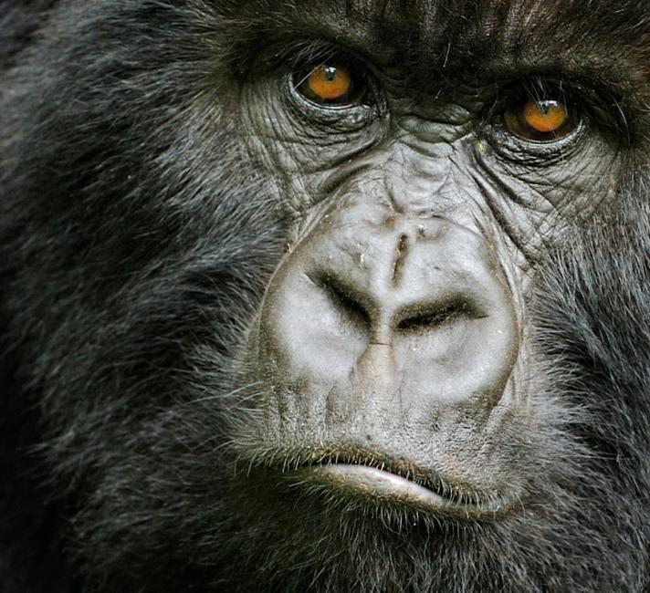 Mountain gorilla (Gorilla beringei beringei) young female, portrait, Volcanoes NP, Virunga mountains, Rwanda