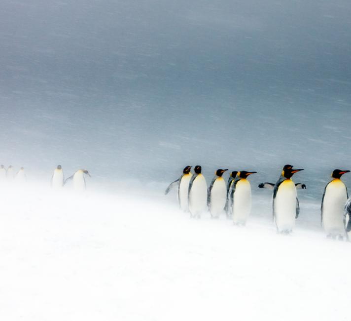 King Penguins (Aptenodytes patagonicus) walking in line in snow storm, South Georgia. King Penguins (Aptenodytes patagonicus) walking in line in snow storm, South Georgia.