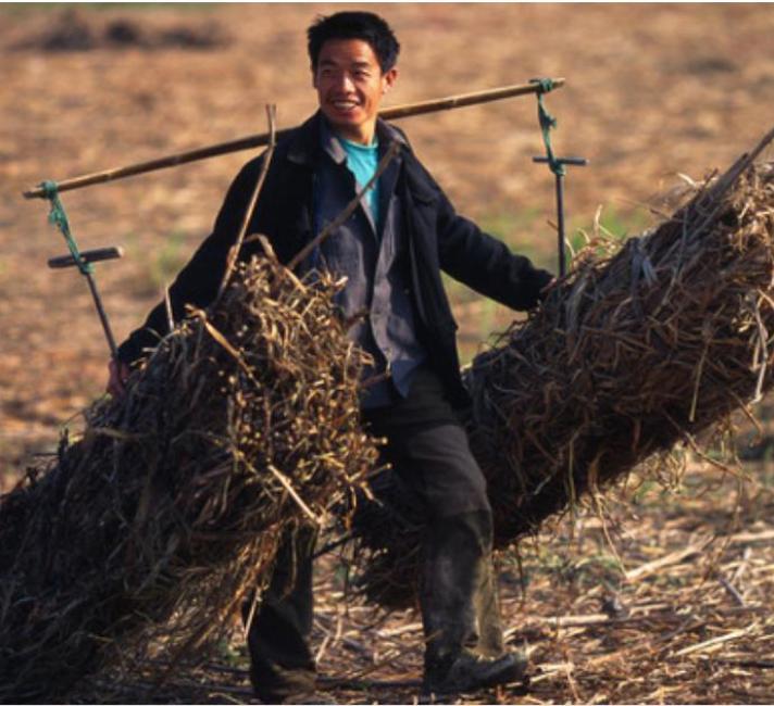 A worker carrying harvested reeds 