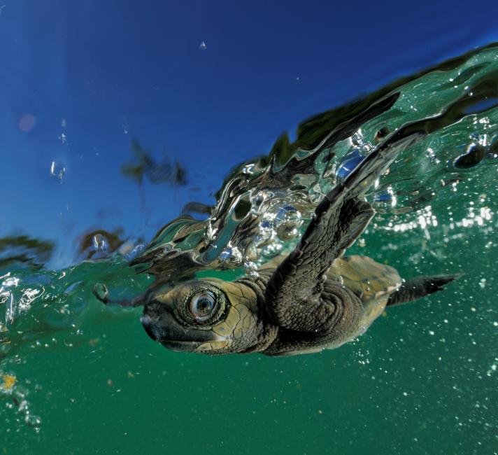 World sea turtle day