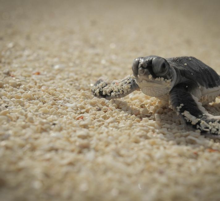 Baby turtle on a beach
