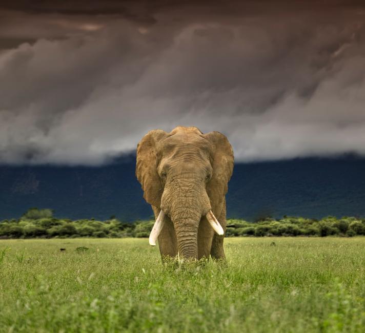 African Bush Elephant Next To Person