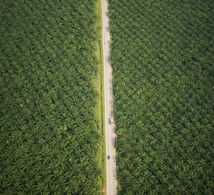 Aerial view of road running through oil palm plantation