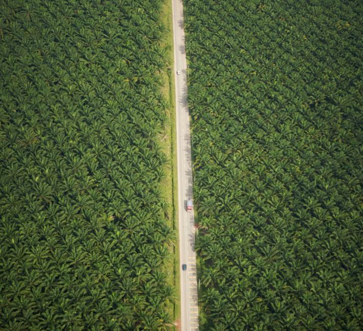 Aerial view of road running through oil palm plantation