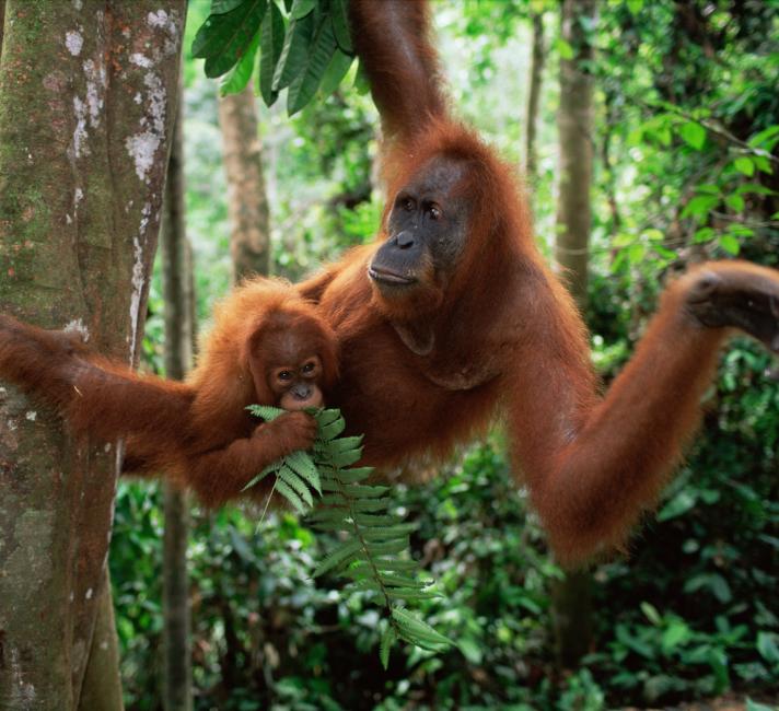 Sumatran Orang utan mother and baby sitting in tree