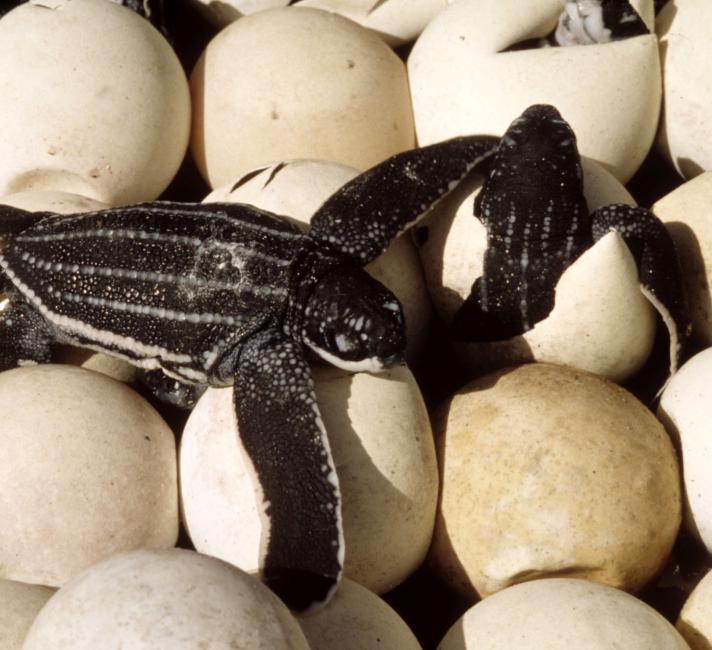 Leatherback turtle nest with eggs hatching