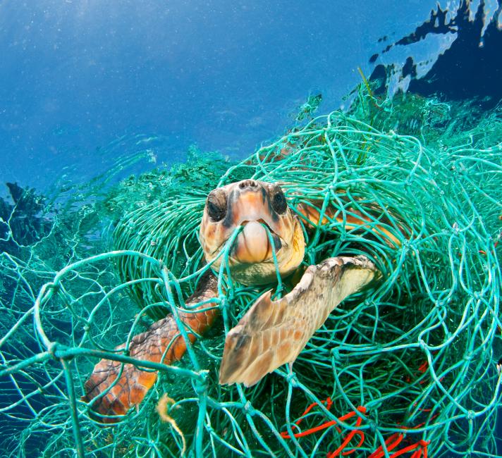 Loggerhead turtle trapped in a drifting abandoned net