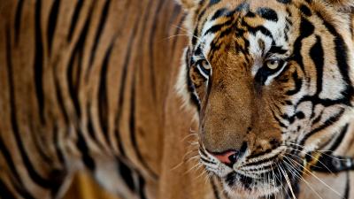 A tiger in the Kuchanaburi tiger temple, Thailand