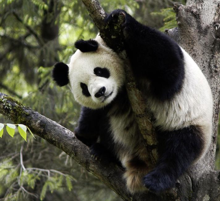 Giant Panda no longer 'endangered' but iconic species still at risk | WWF