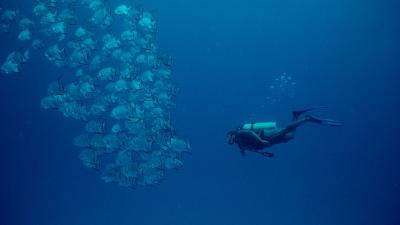 Atlantic spadefish school with a diver