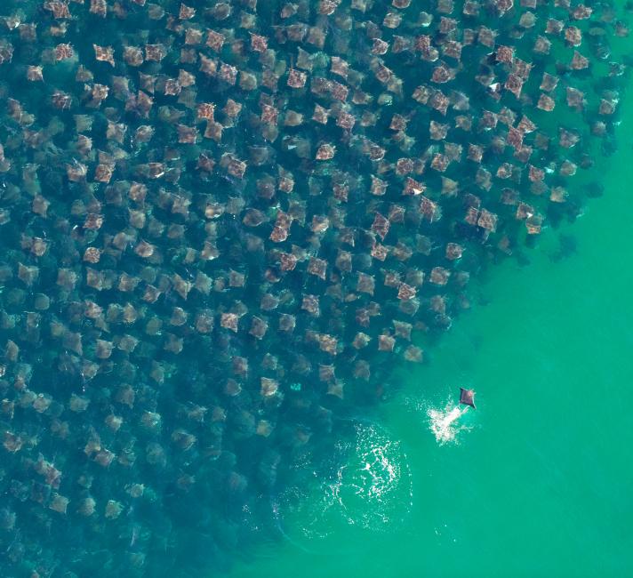 A huge group Eagle Rays in the Pacific Ocean
