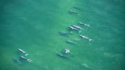 Whales swimming in the Pacific Ocean