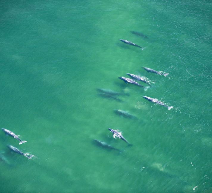 Whales swimming in the Pacific Ocean - © Florian Schulz / visionsofthewild.com Whales swimming in the Pacific Ocean