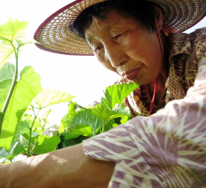 Farmer pruning a mulberry tree