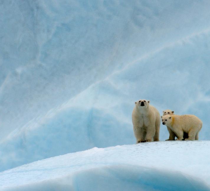 Polar bear female and her two cubs on an iceberg © naturepl.com / Eric Baccega / WWF