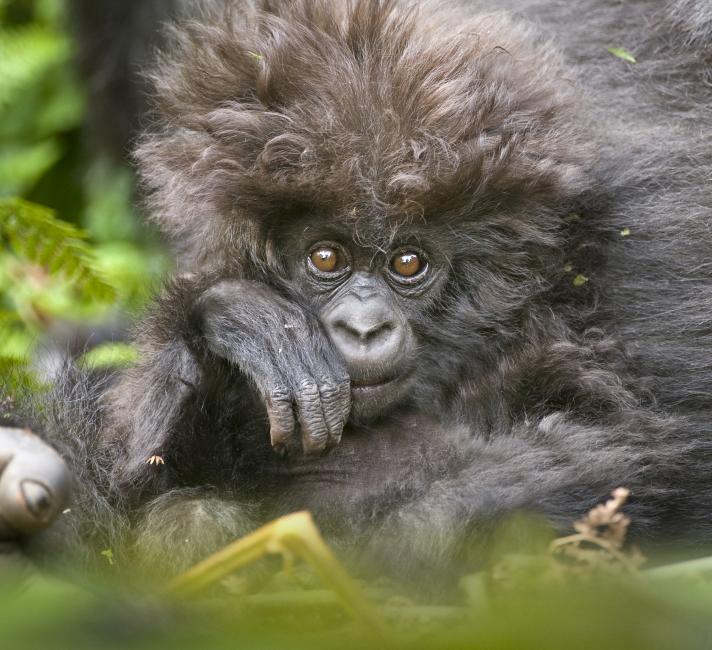 Mountain Gorilla Mother and baby 