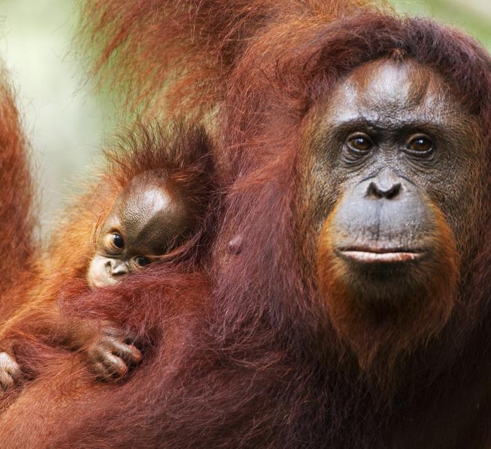 Bornean orang-utan mother and child