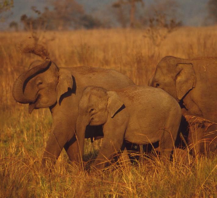 Indian elephant females and young Corbett National Park, India
