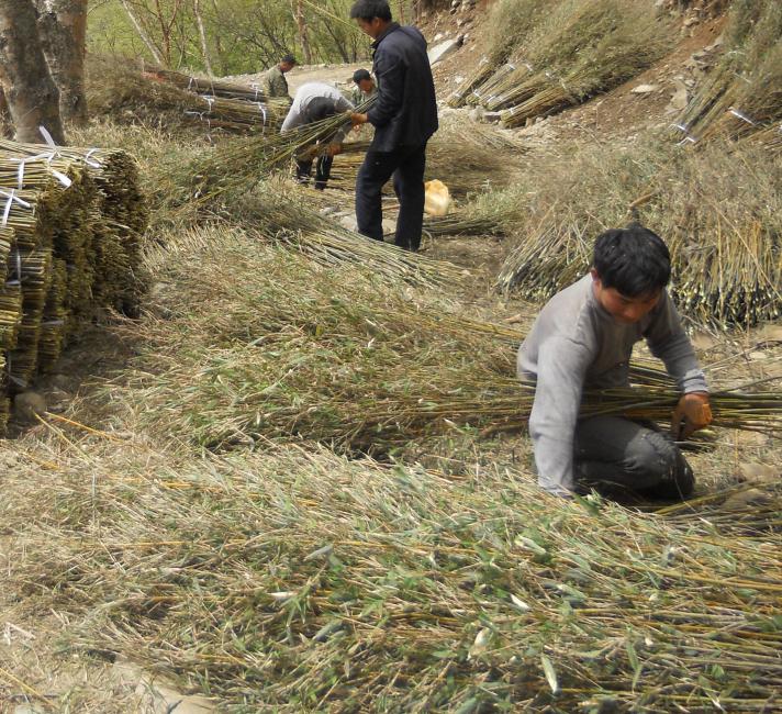 Bamboo cutting