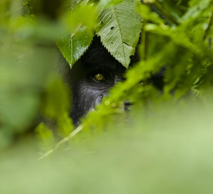 10 of the world's most endangered animals | WWF 10 of the world's most endangered animals | WWF