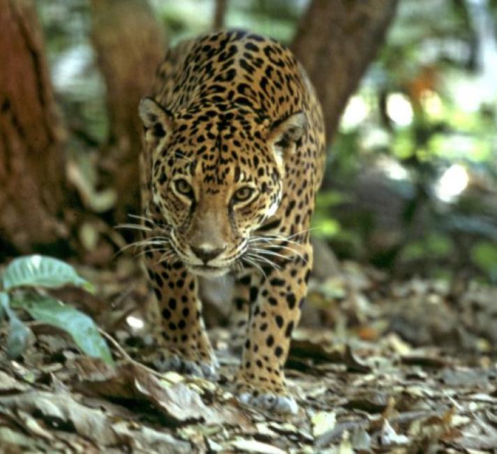 Jaguar walking through the forest