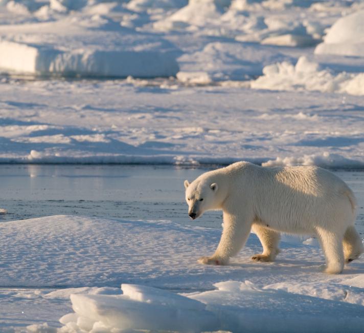 Polar bear (Ursus maritimus) walking on ice, Spitsbergen, Svalbard, Norway. © Steve Morello / WWF