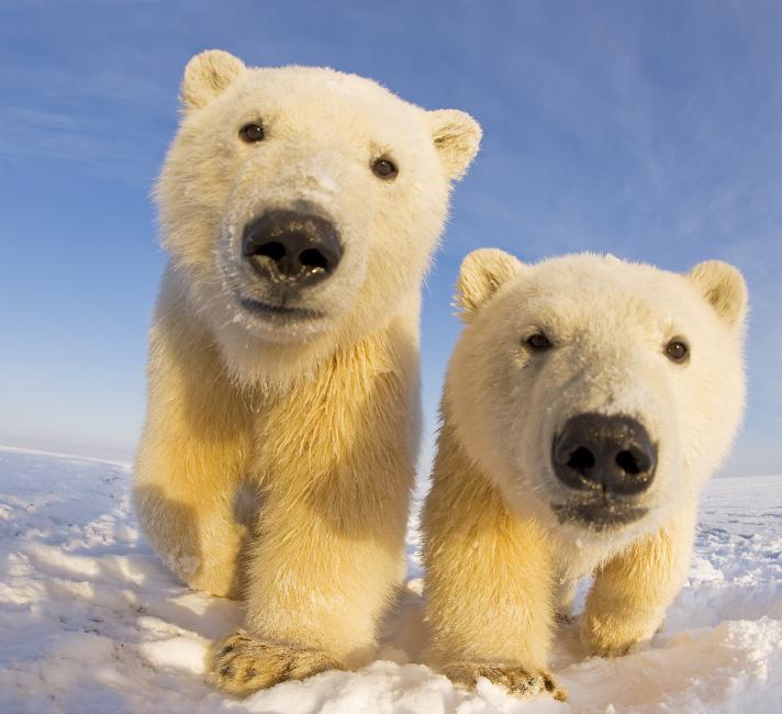 Two curious young Polar bears © naturepl.com / Steven Kazlowski / WWF