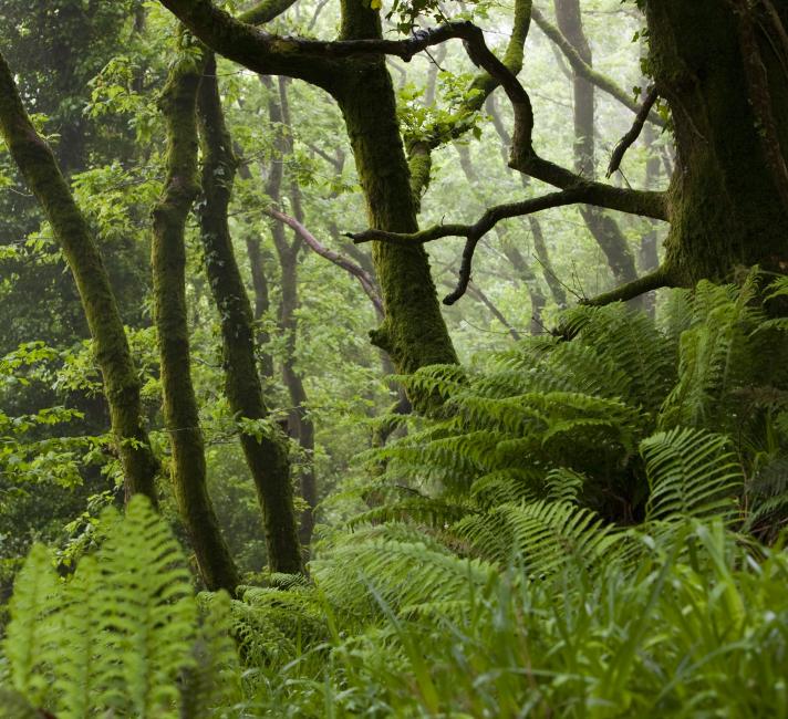 Damp woodland near Lynton in north Devon, UK