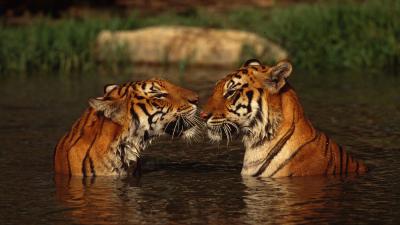 Bengal tigers