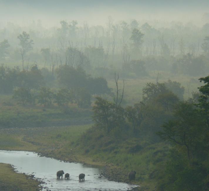 Elephants crossing the Ganges River