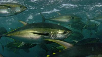 Yellowfin tuna